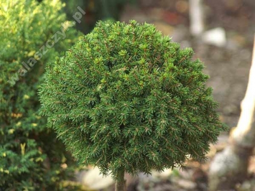 Picea orientalis 'Profesor Langner' Pa